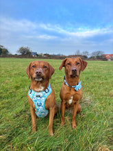 Load image into Gallery viewer, Adventure Paws Harness - I Love Ewe