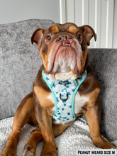 Load image into Gallery viewer, Adventure Paws Harness - Udderly Perfect Mint