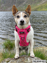 Load image into Gallery viewer, Adventure Paws Harness - Crimson Fall