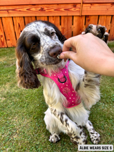 Load image into Gallery viewer, Adventure Paws Harness - Crimson Fall