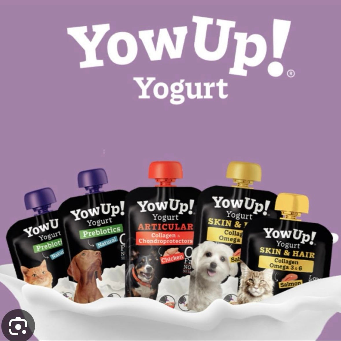 Yowup! Dog Yogurts – The Perfect Paws Boutique