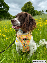 Load image into Gallery viewer, Adventure Paws Harness - Summer Lovin