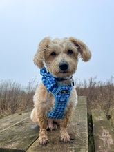 Load image into Gallery viewer, Adventure Paws Harness - Adventure Hound
