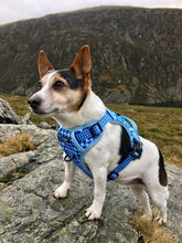 Load image into Gallery viewer, Adventure Paws Harness - Adventure Hound