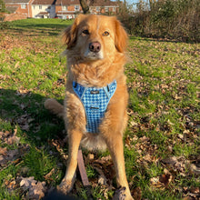 Load image into Gallery viewer, Adventure Paws Harness - Adventure Hound