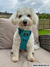 Load image into Gallery viewer, Adventure Paws Harness - Teal Twilight
